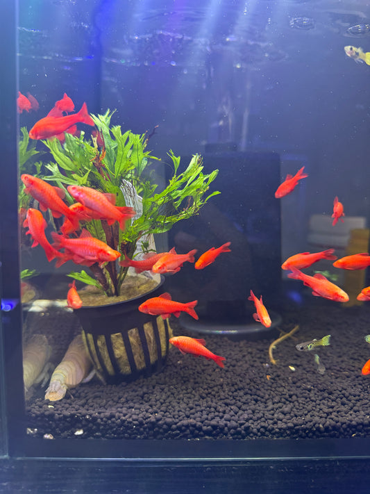 Super red albino cherry barb
