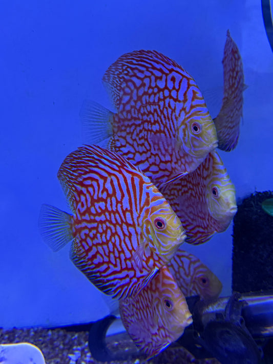 Pigeon Discus