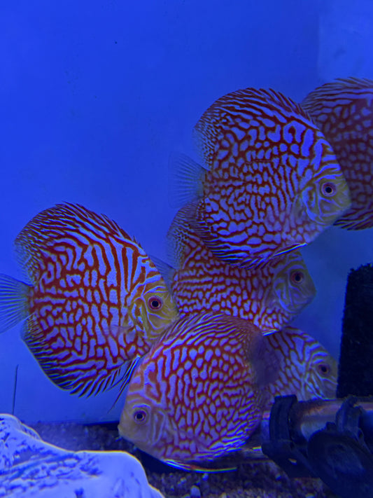 Pigeon Discus
