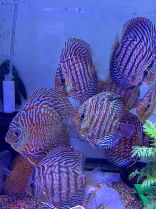 Tiger Turquoise Discus
