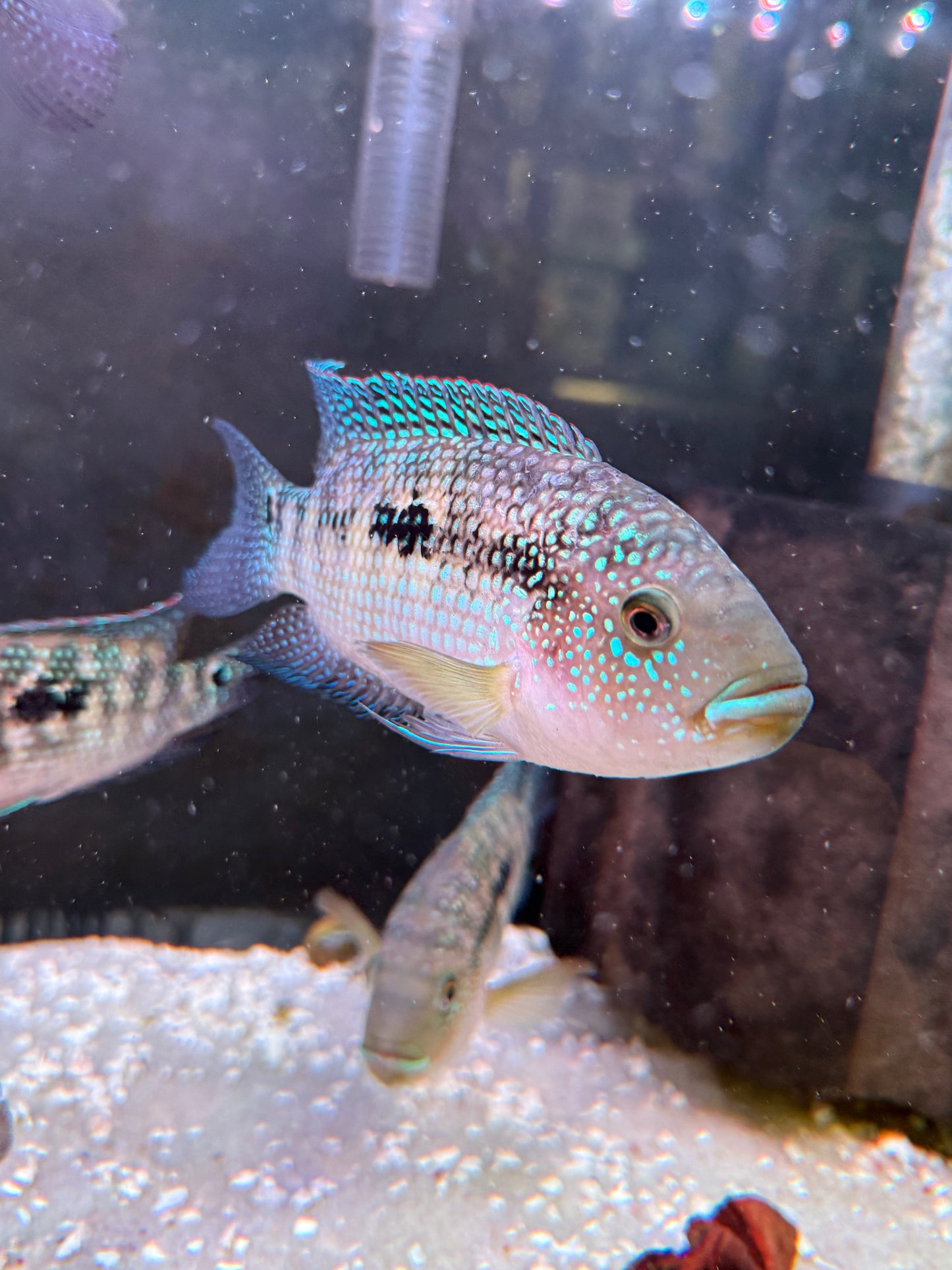 Killer Deal XL  !! Jack Dempsey (Rocio
octofasciata)