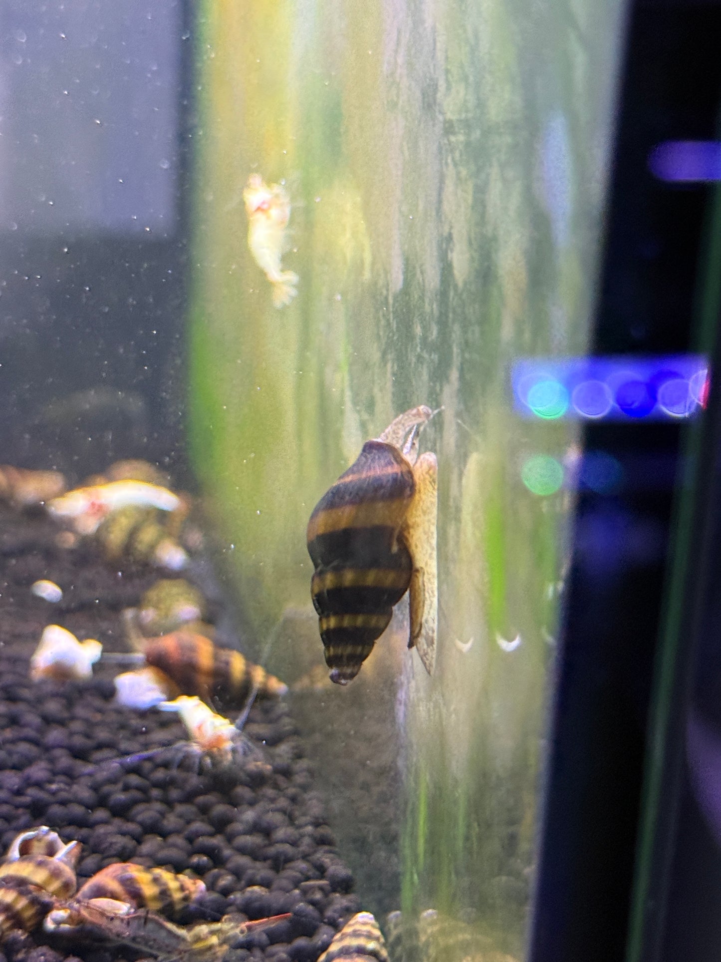 Assassin Snails (Clea helena)