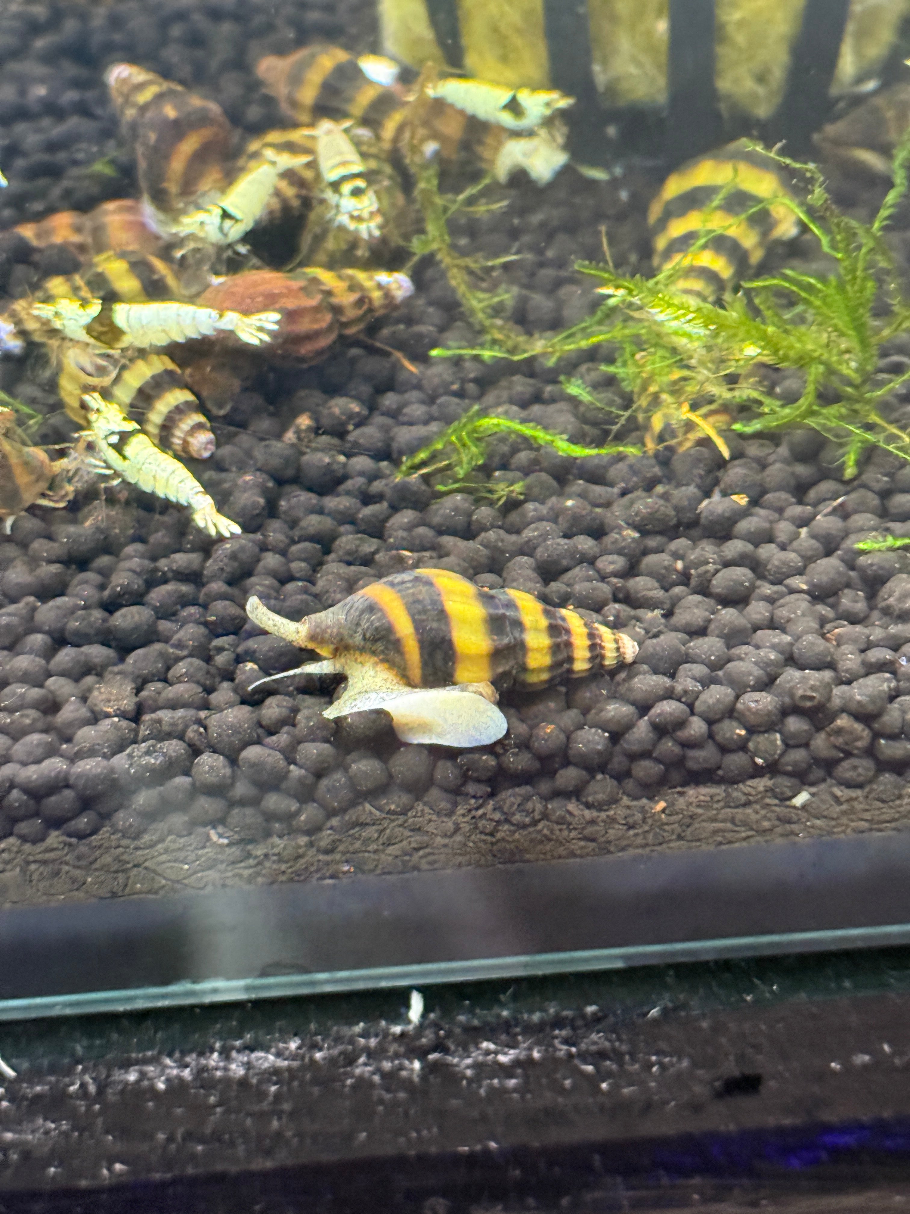Assassin Snails (Clea helena) – undergroundaquaticz
