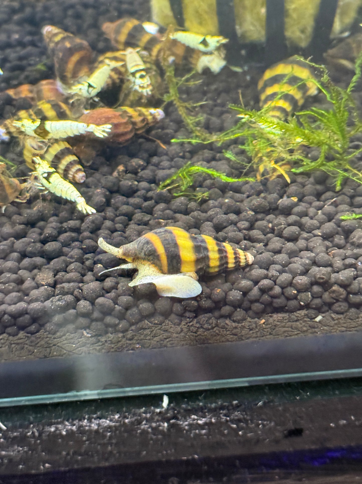 Assassin Snails (Clea helena)
