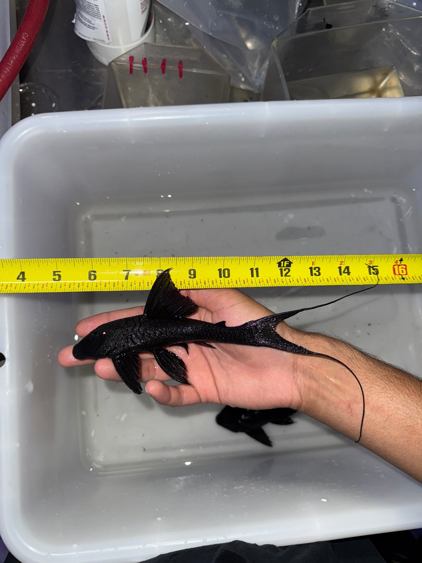 L350 Imperial Coal Pleco (Peckoltia pankimpuju)