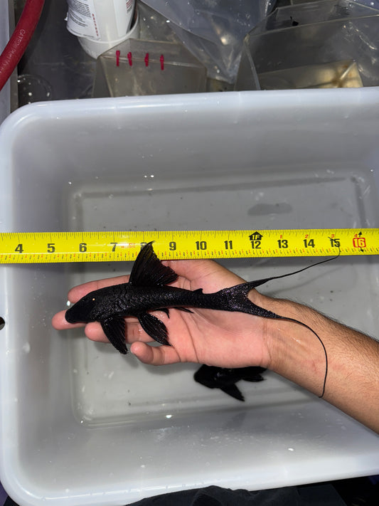 L350 Imperial Coal Pleco (Peckoltia pankimpuju)