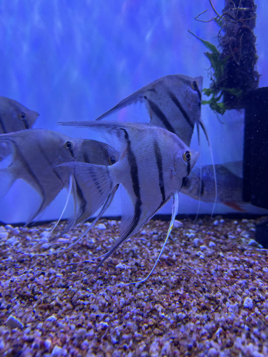Peruvian Spotted Angel Fish (Pterophyllum Scalare)