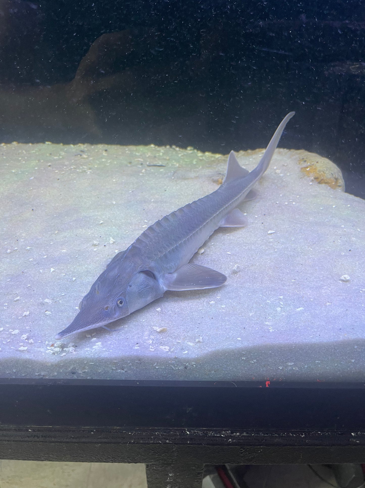 Siberian Sturgeon