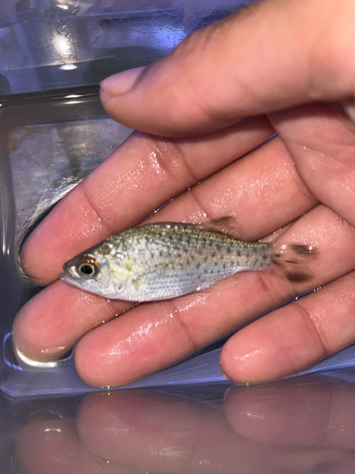 Kuhlia rupestris ( Jungle Perch )