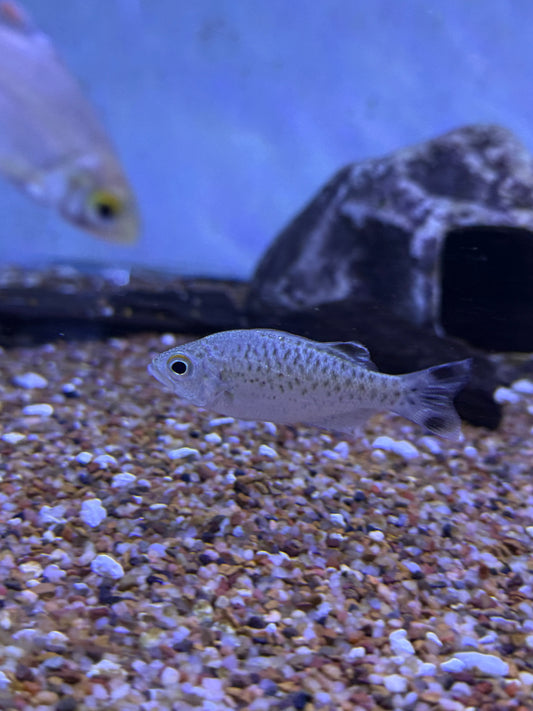 Kuhlia rupestris ( Jungle Perch )