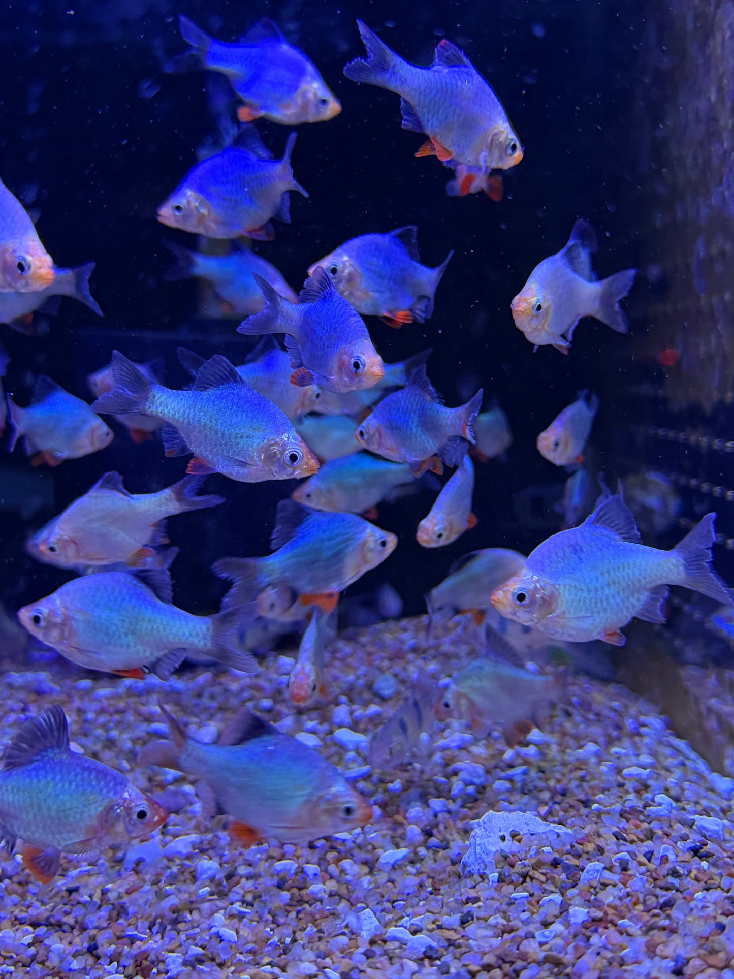 Green Jade Tiger  Barb (Puntigrus tetrazona), Tank-Bred