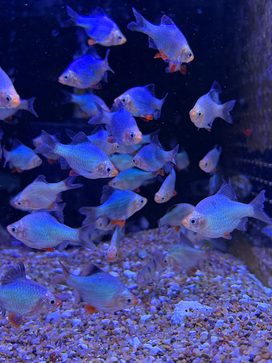 Green Jade Tiger  Barb (Puntigrus tetrazona), Tank-Bred