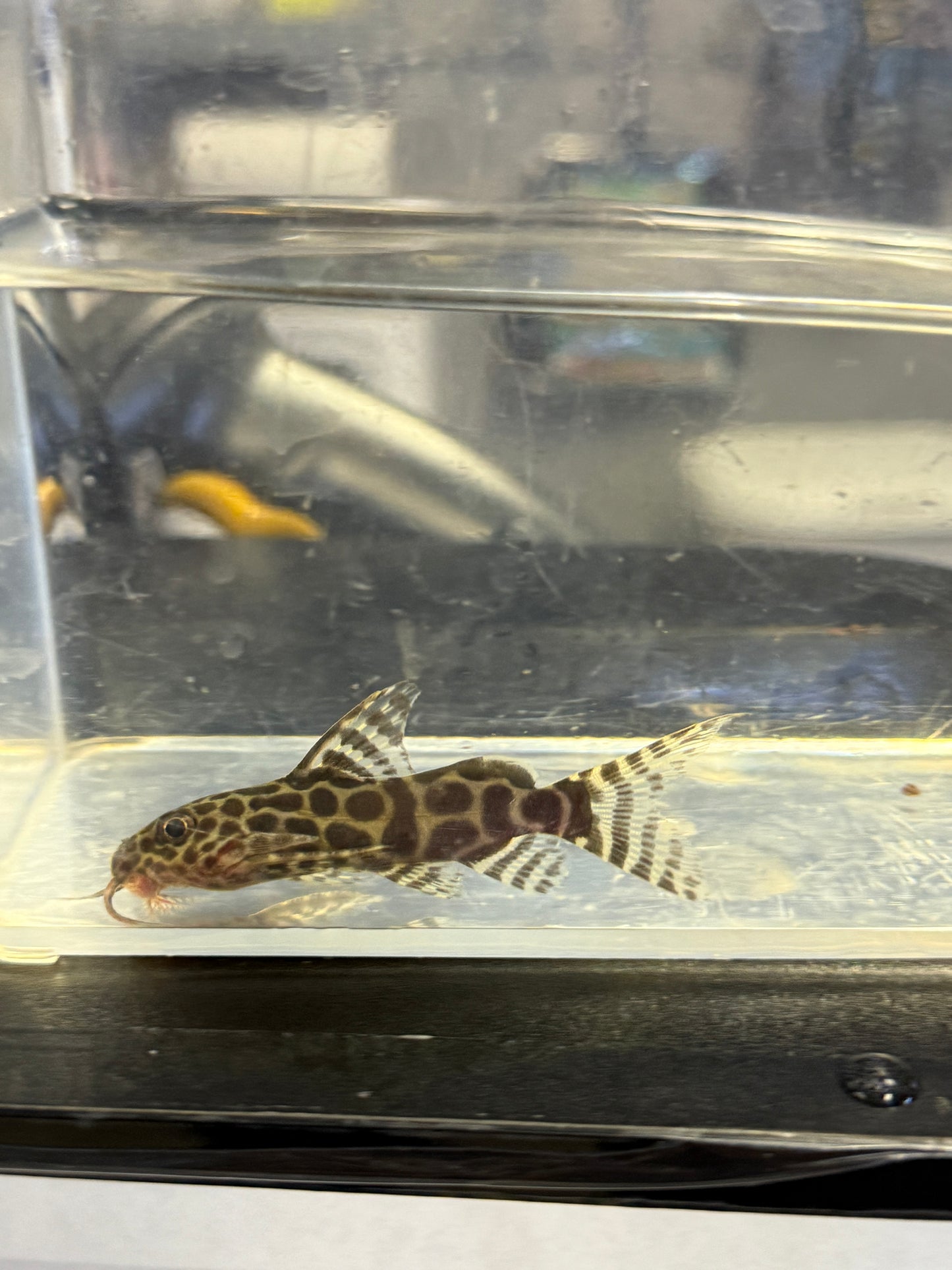 Synodontis Arbelon Hybrid (Synodontis sp x)
