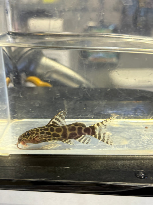 Synodontis Arbelon Hybrid (Synodontis sp x)