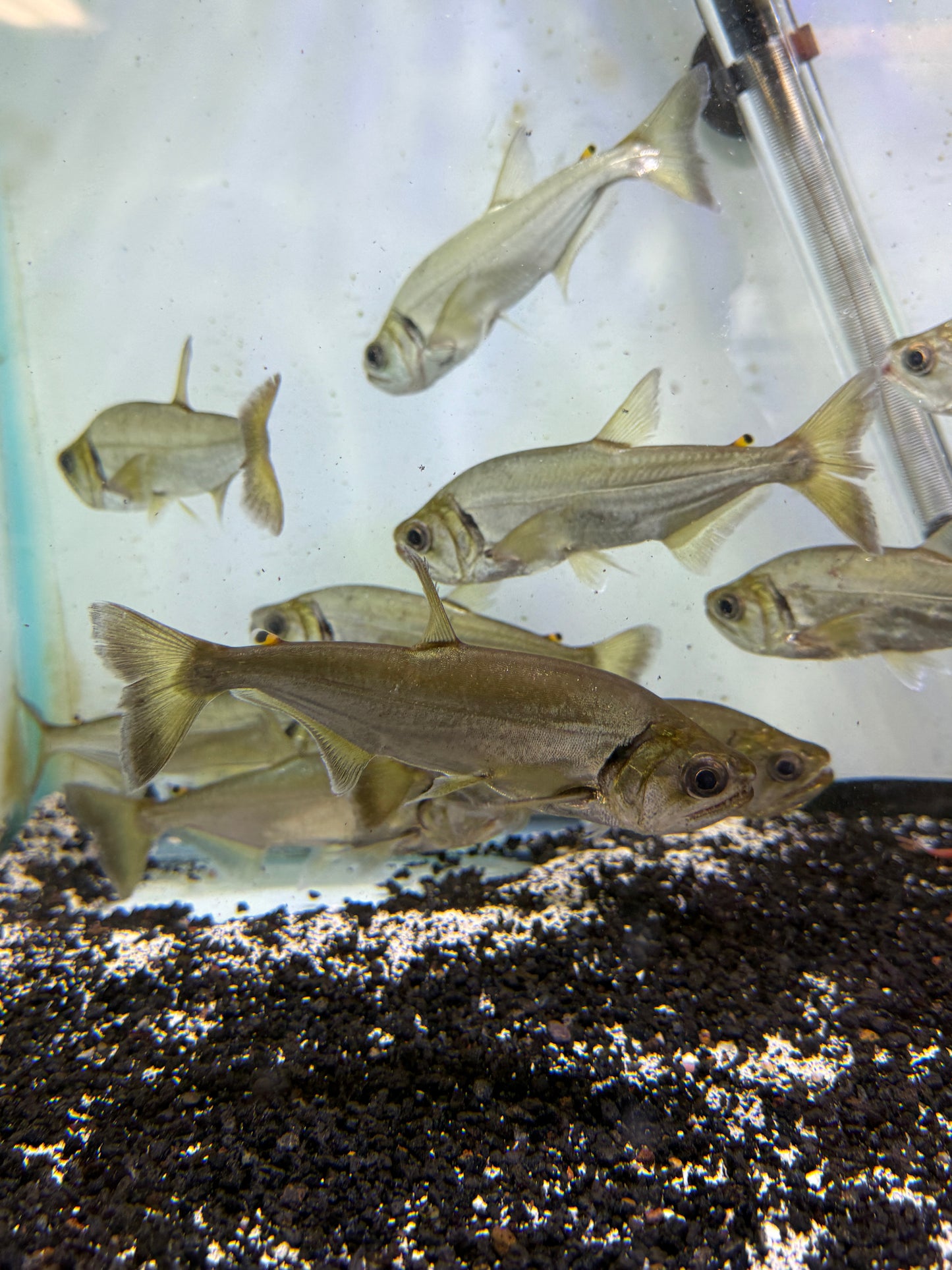 True Armatus Payara (Hydrolycus armatus)