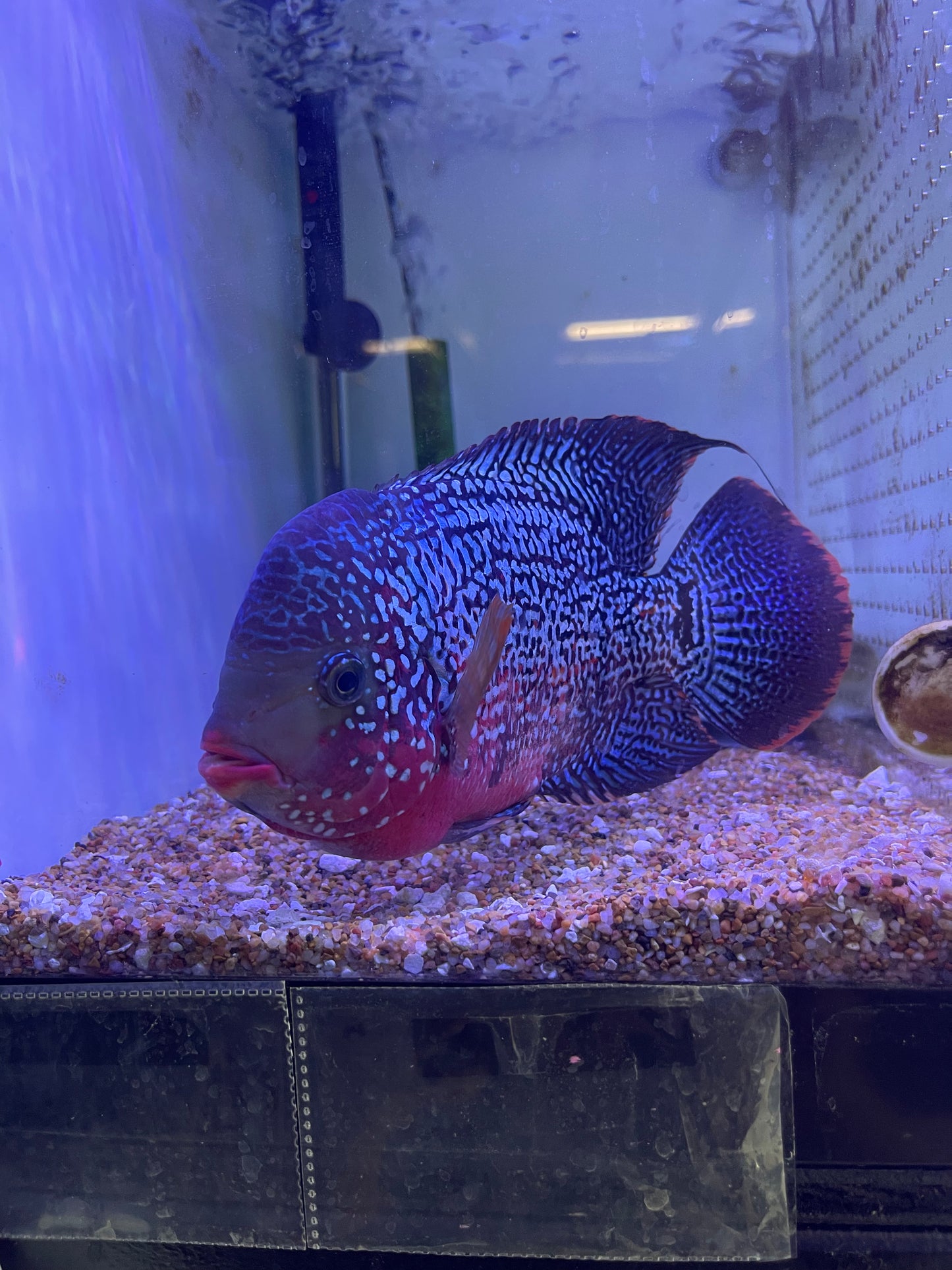 F2 Kamfa Flowerhorn #2