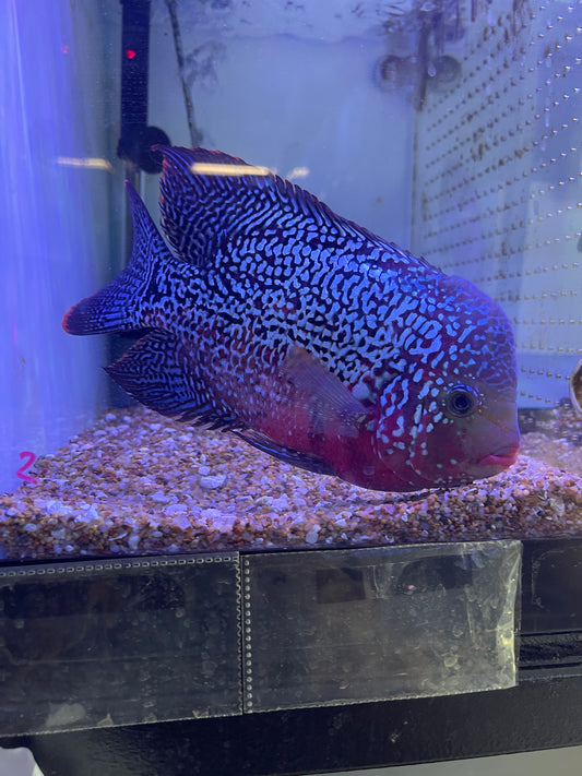 F2 Kamfa Flowerhorn #2