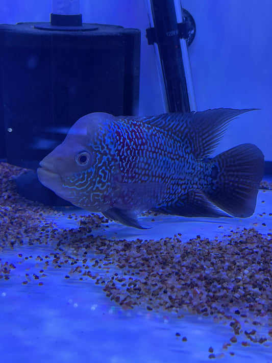 F2 Kamfa Flowerhorn #3