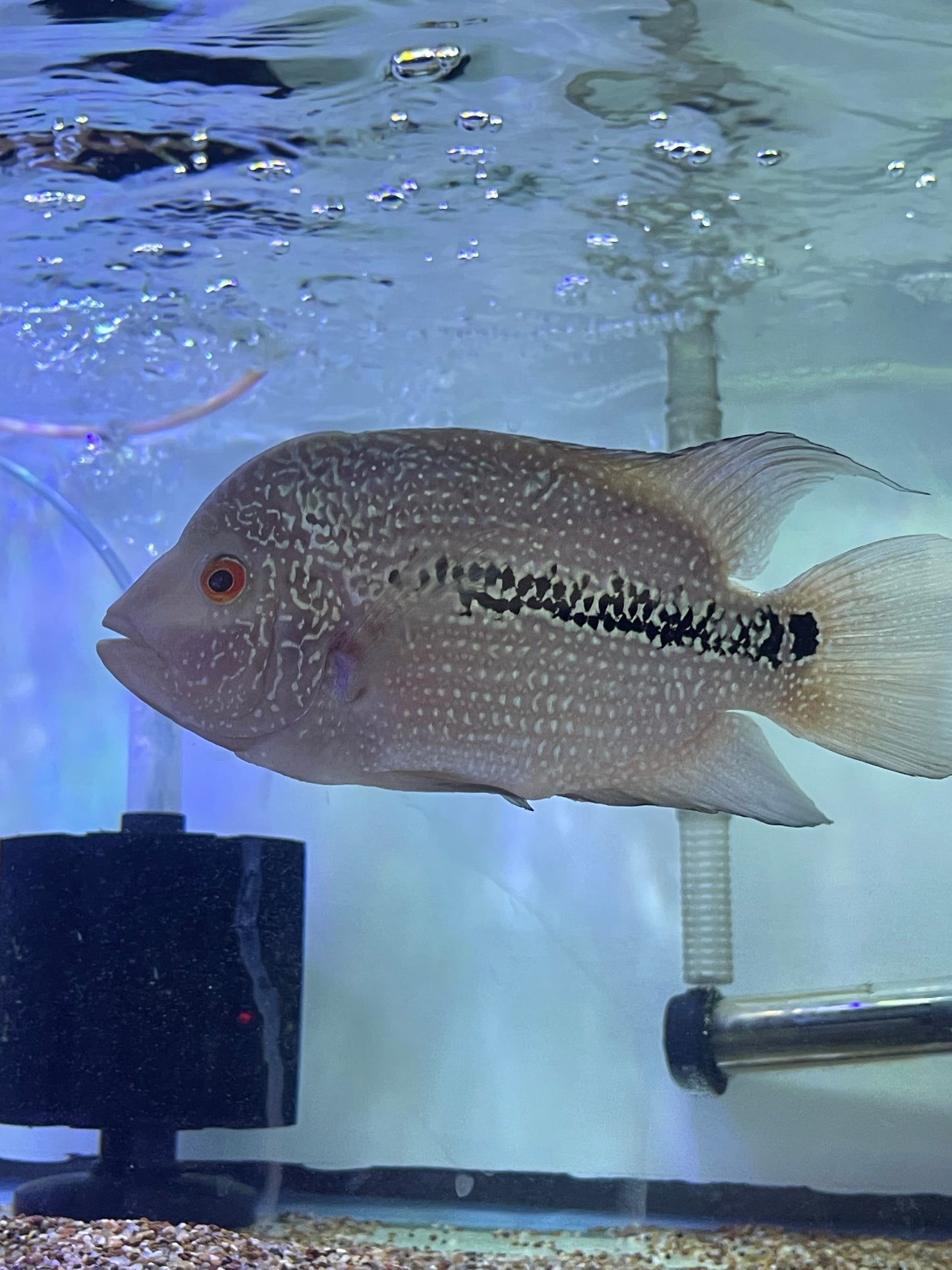 Flowerhorn hybrid #7