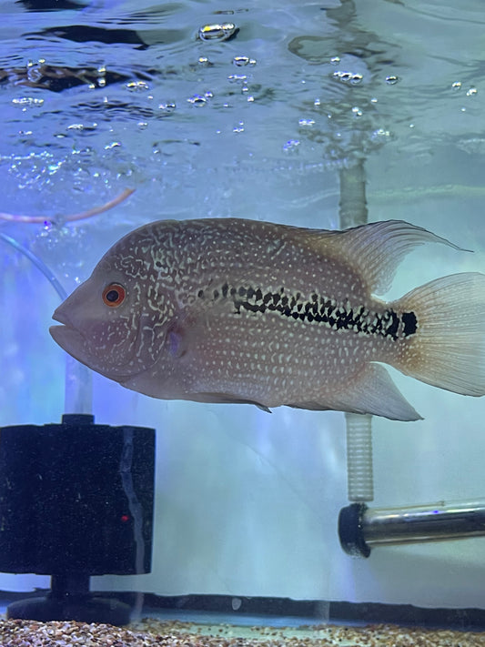 Flowerhorn hybrid #7