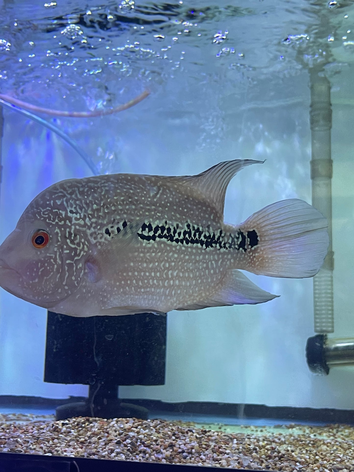 Flowerhorn hybrid #7