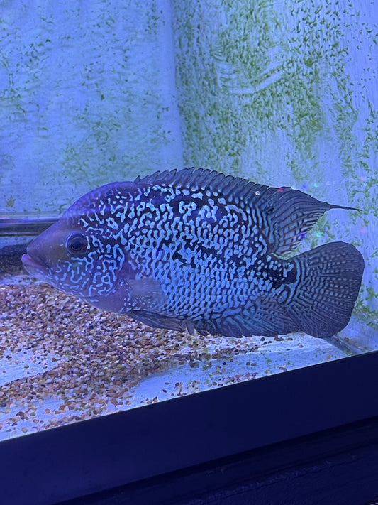 Flowerhorn hybrid #4