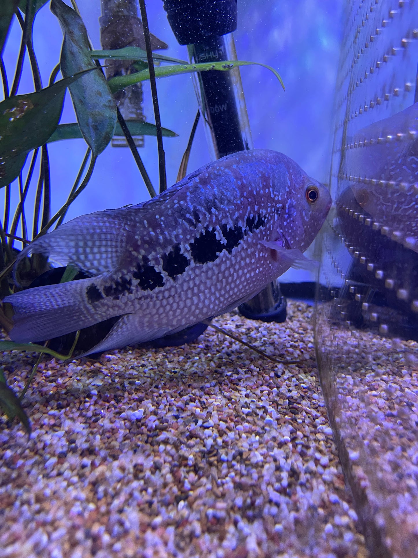 Flowerhorn hybrid #8