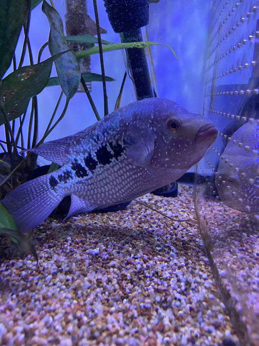 Flowerhorn hybrid #8