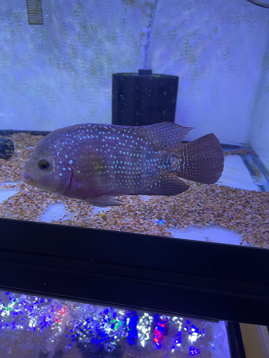 Flowerhorn hybrid #5