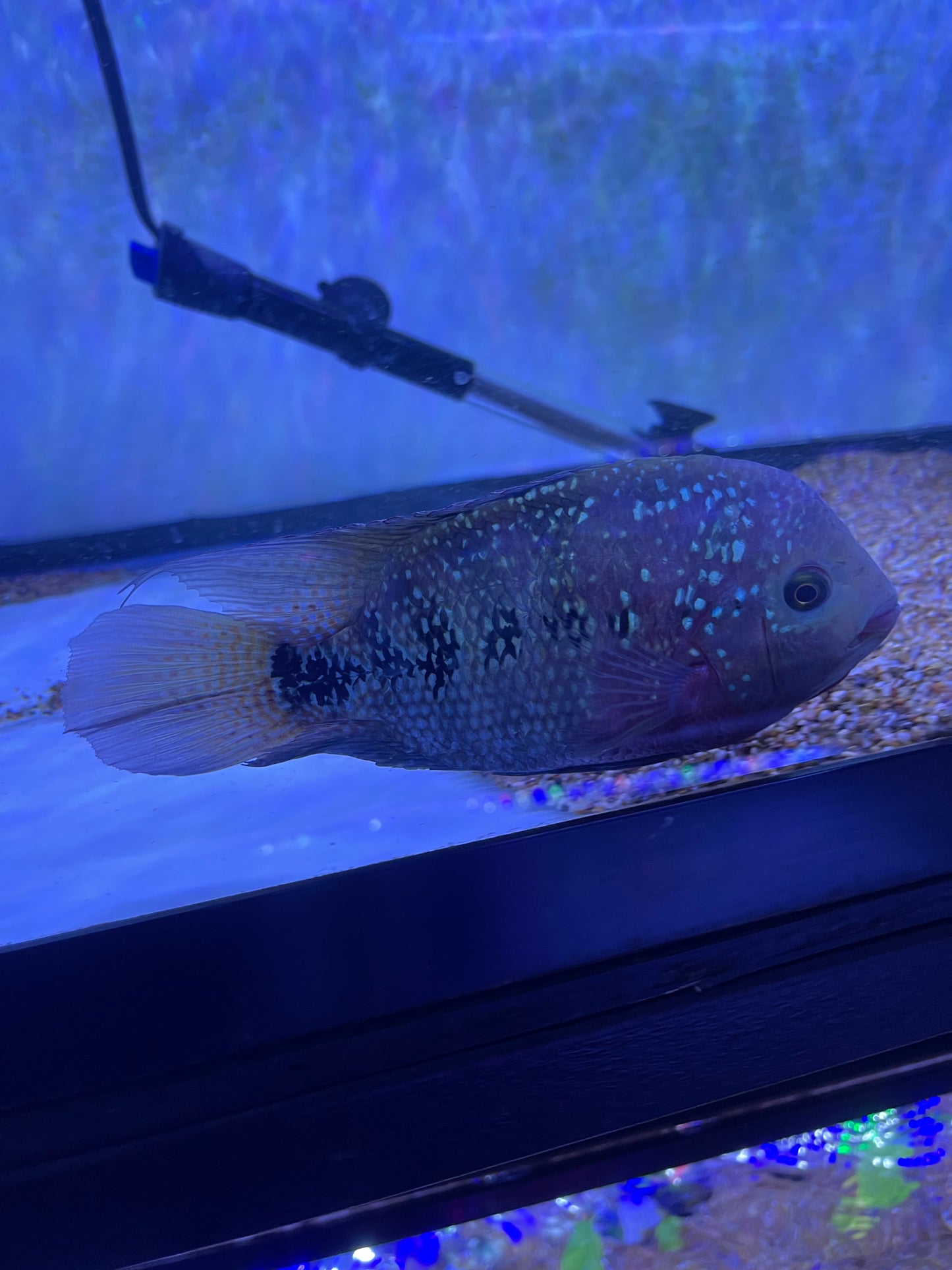 Flowerhorn hybrid  #6