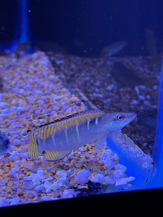 Crenicichla compressiceps
Compressiceps Dwarf Pike Cichlid