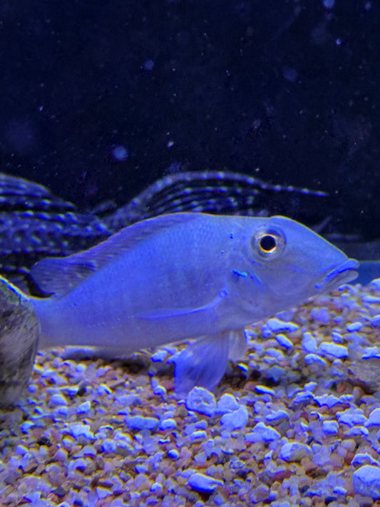 Retroculus xinguensis