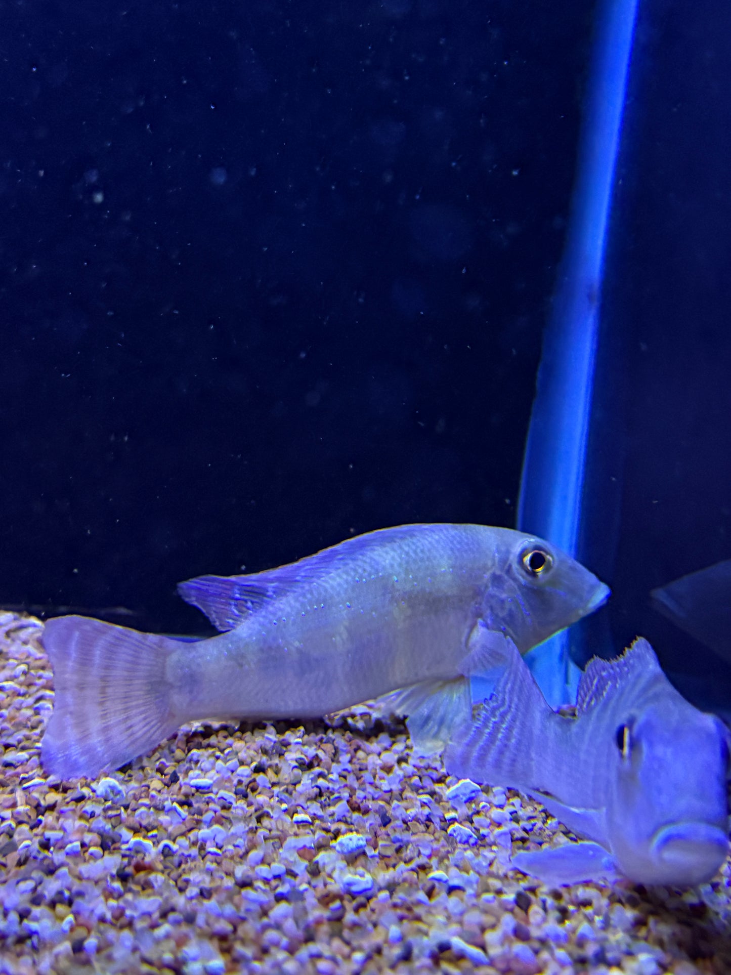 Retroculus xinguensis