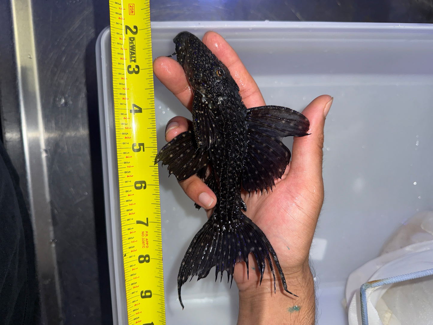 L097 Polka Dot Cactus Pleco (Pseudacanthicus sp. L097)