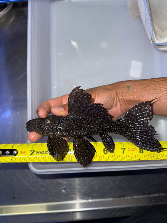 L097 Polka Dot Cactus Pleco (Pseudacanthicus sp. L097)