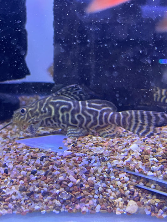 Synodontis Hybrid (angelicus x eupterus)