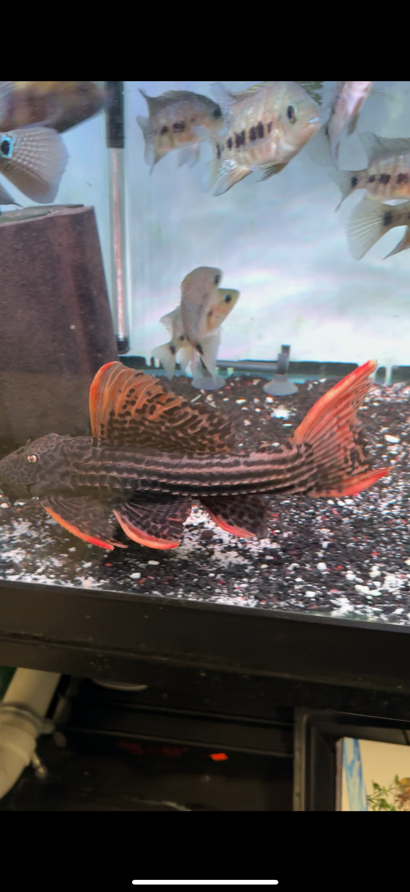 L025 Scarlet Pleco 7 Pointer Sao Felix