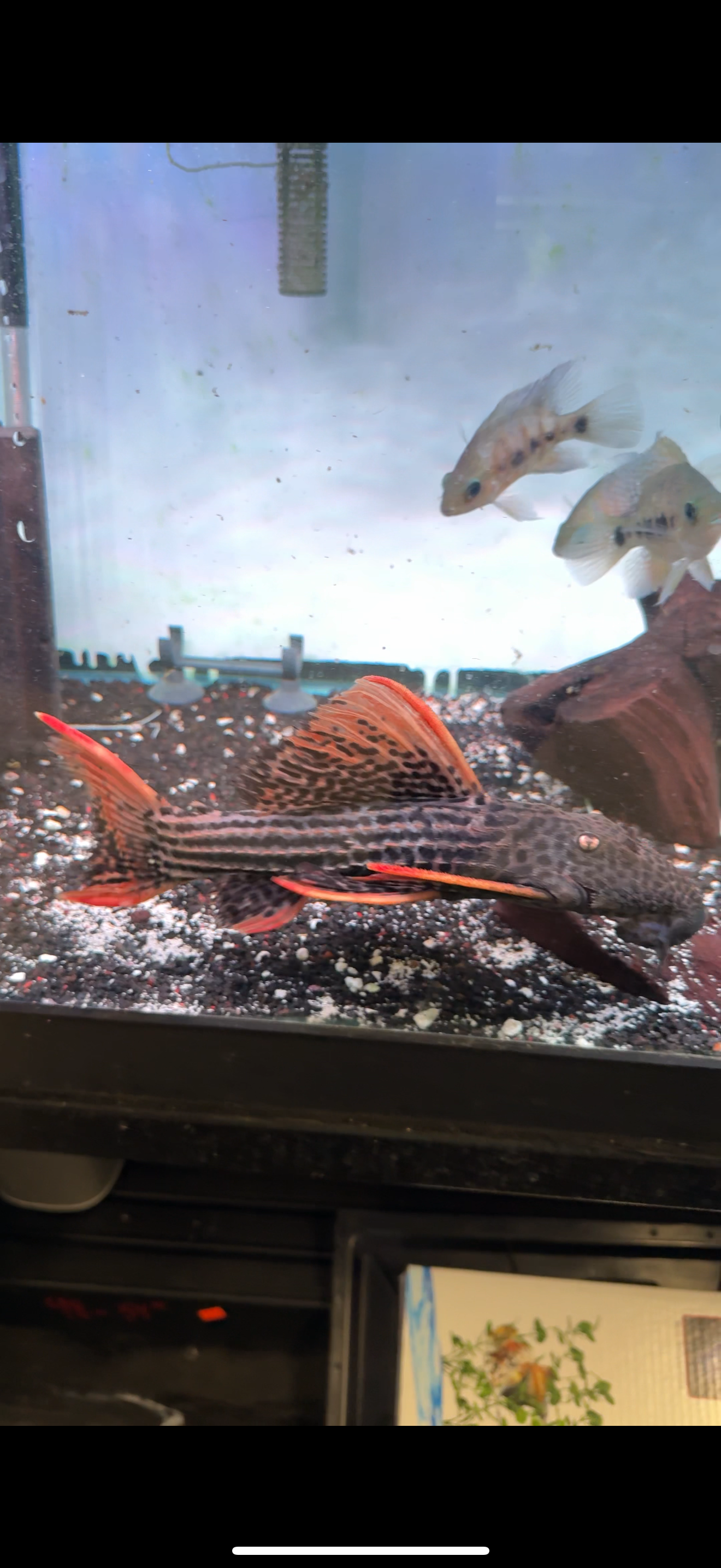 L025 Scarlet Pleco 7 Pointer Sao Felix