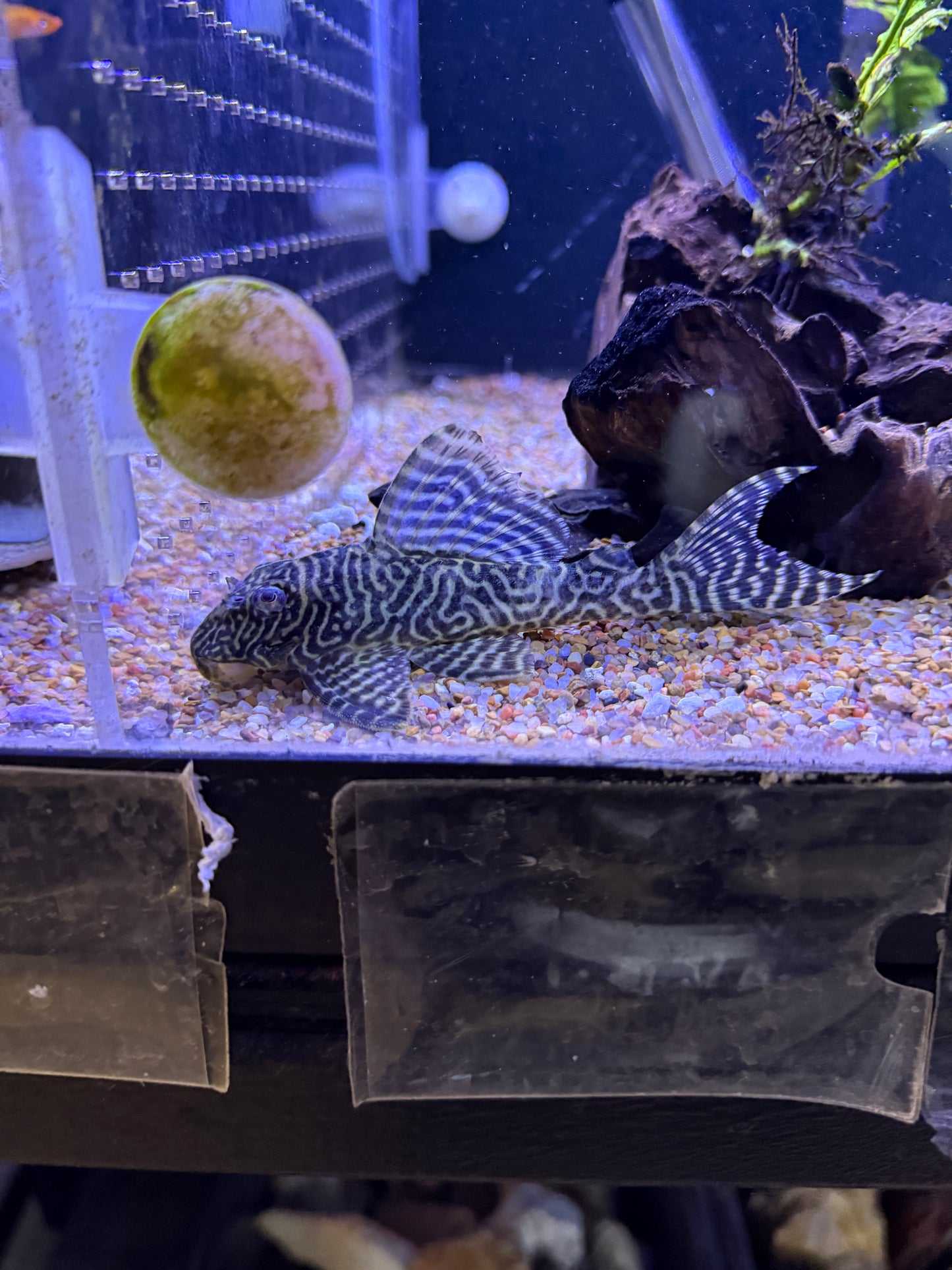 L333 King Tiger Pleco (Hypancistrus Sp)