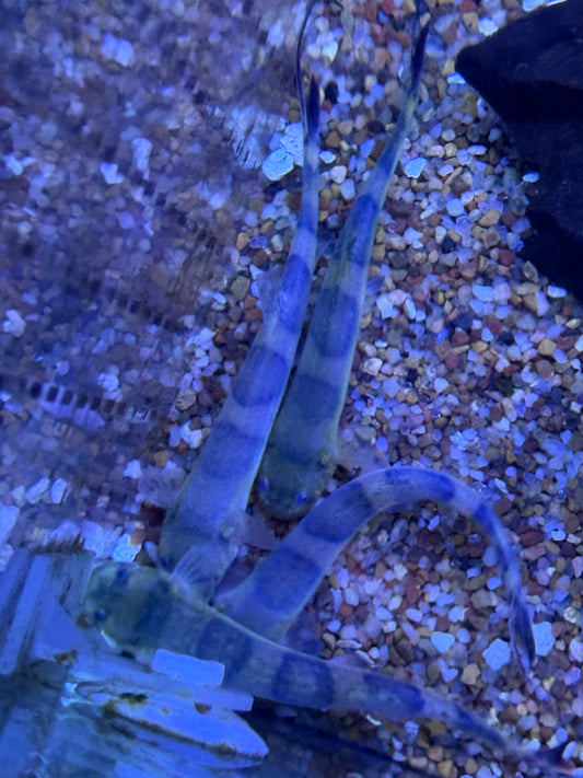 Jaguar Candiru Catfish (Pseudostegophilus nemurus)