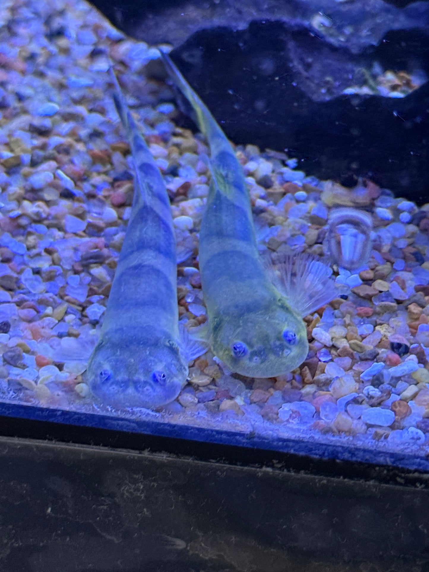 Jaguar Candiru Catfish (Pseudostegophilus nemurus)