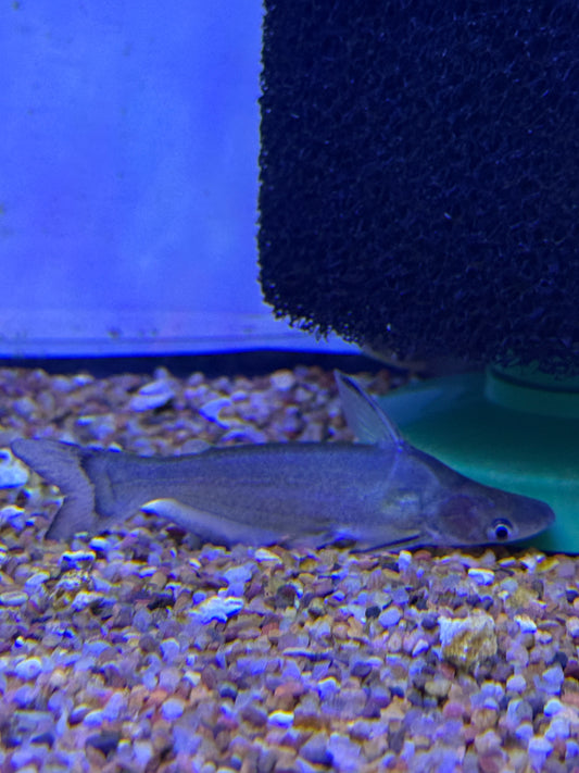 Tympanopleura cryptica  Dwarf Dolphin Catfish