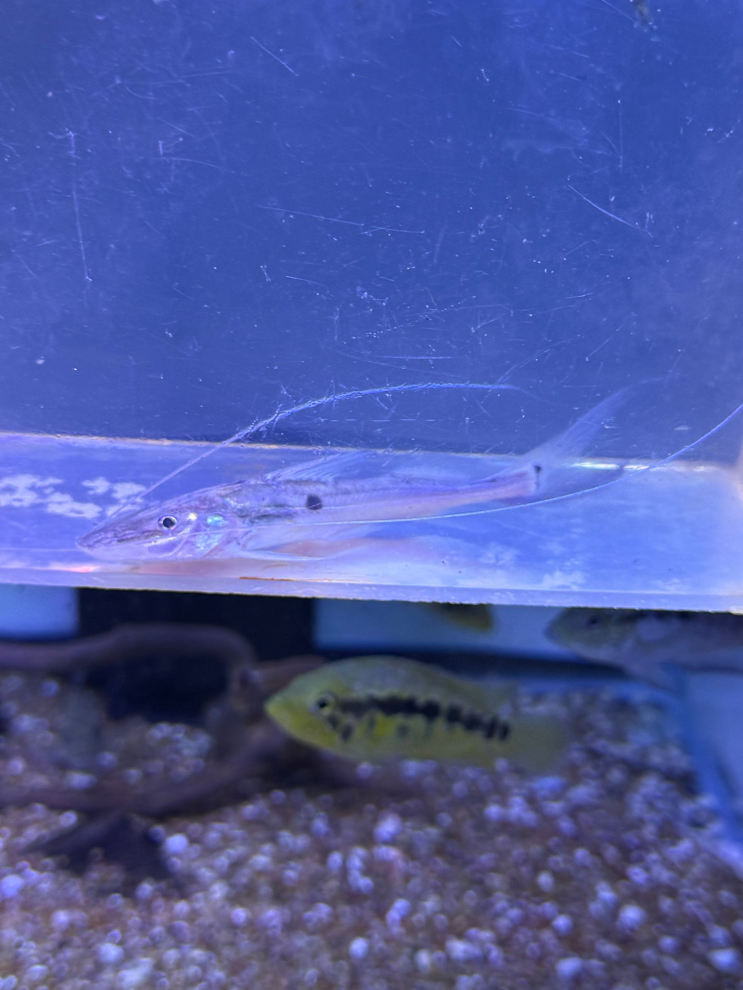 Spotted Flathead Catfish (Platysilurus mucosus)