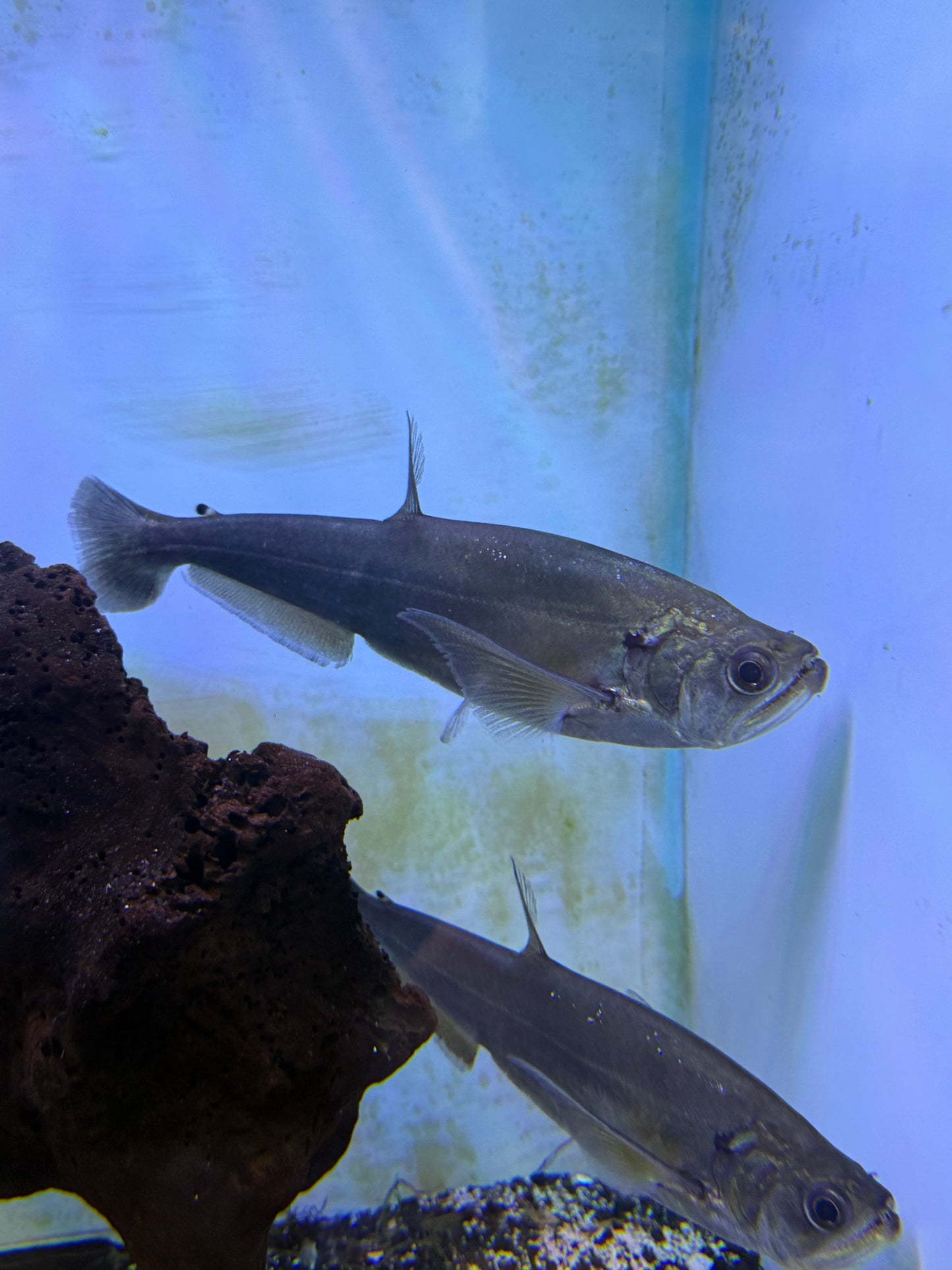 Vampire Tetra (Hydrolycus Scomberoides)