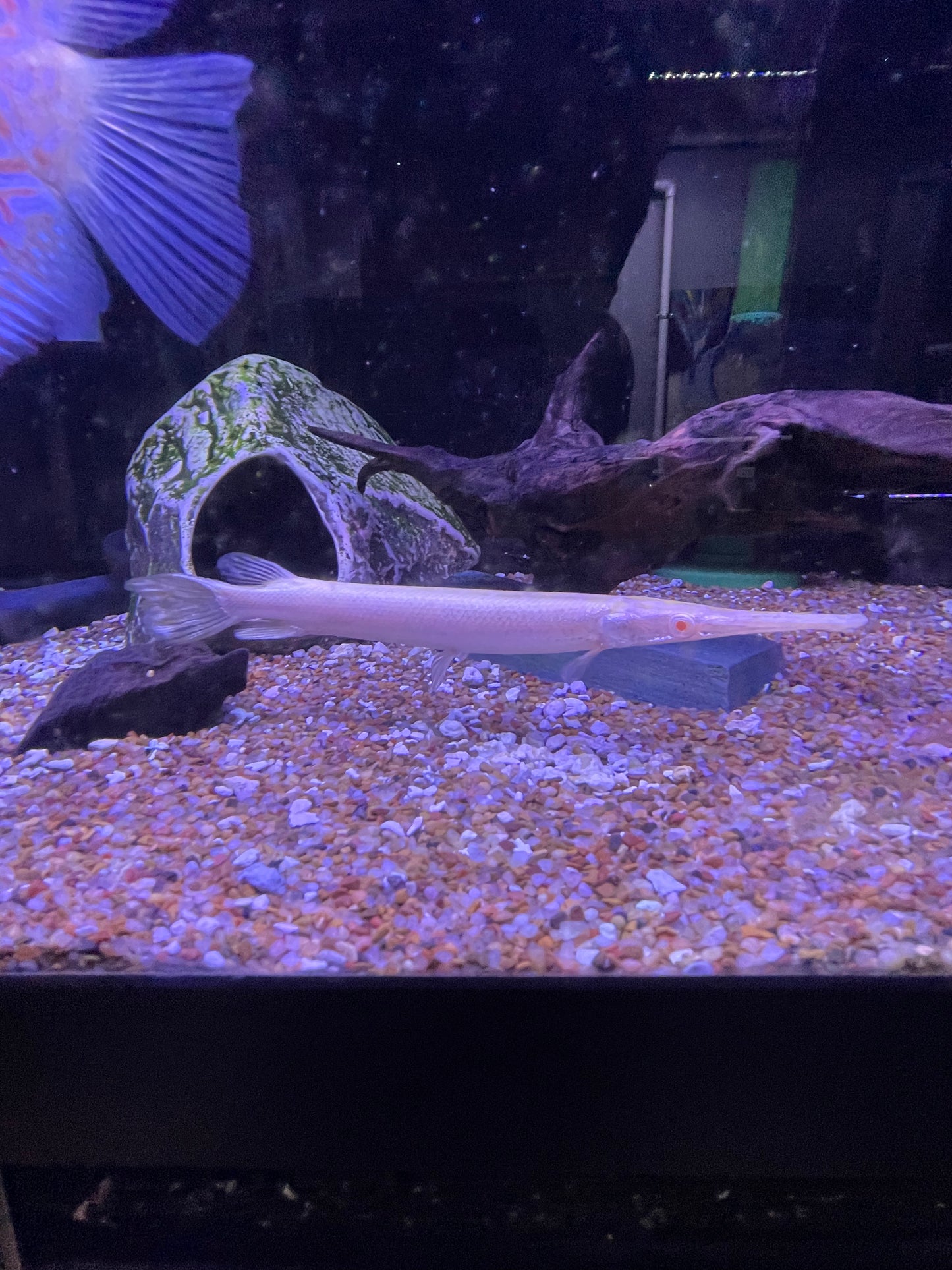 Albino Florida Gar