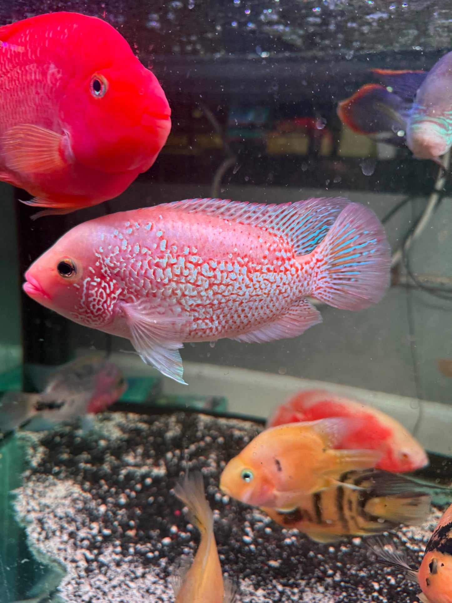 Red Texas  X Red Tiger Motaguensis Hybrid