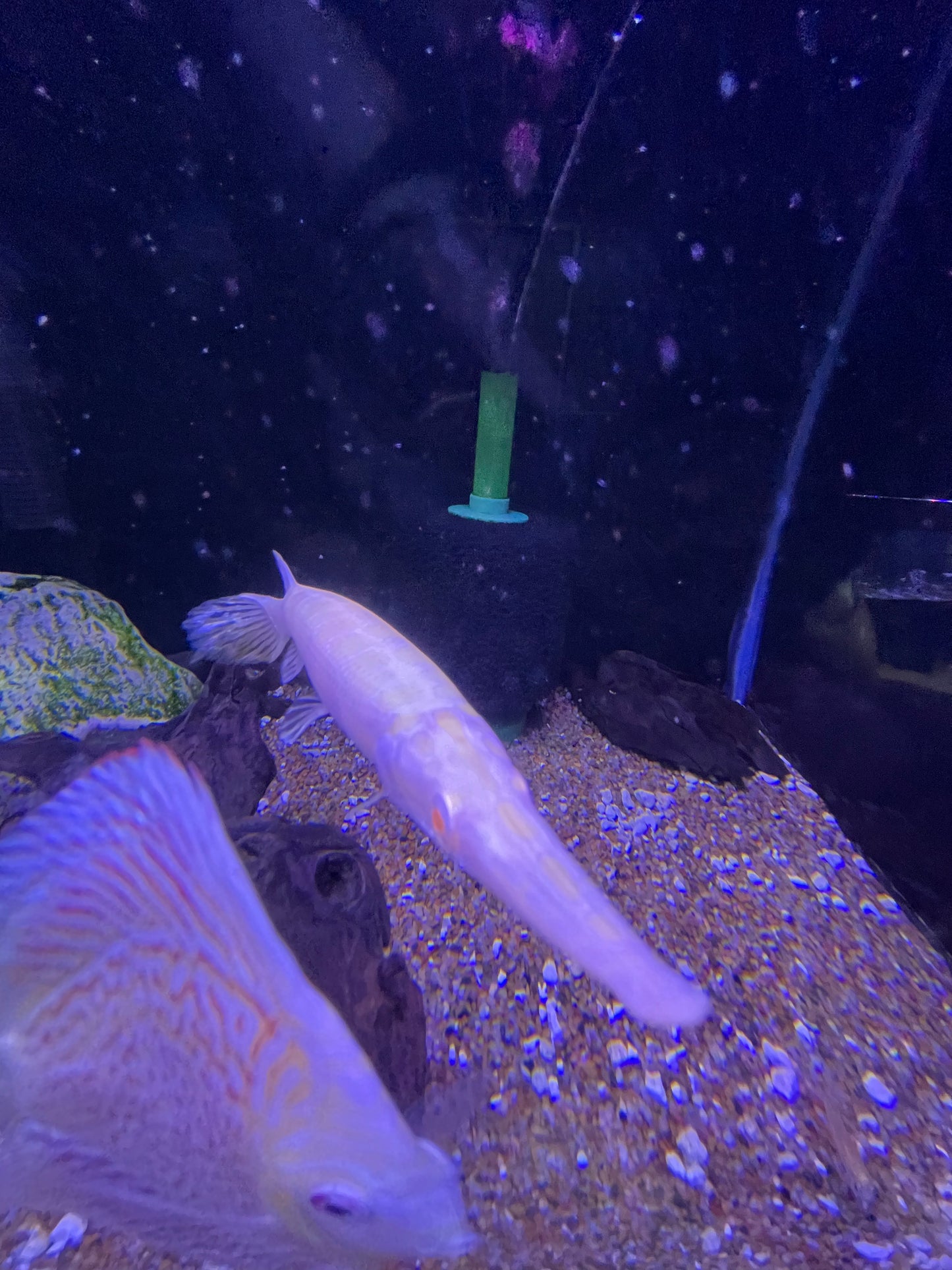 Albino Florida Gar