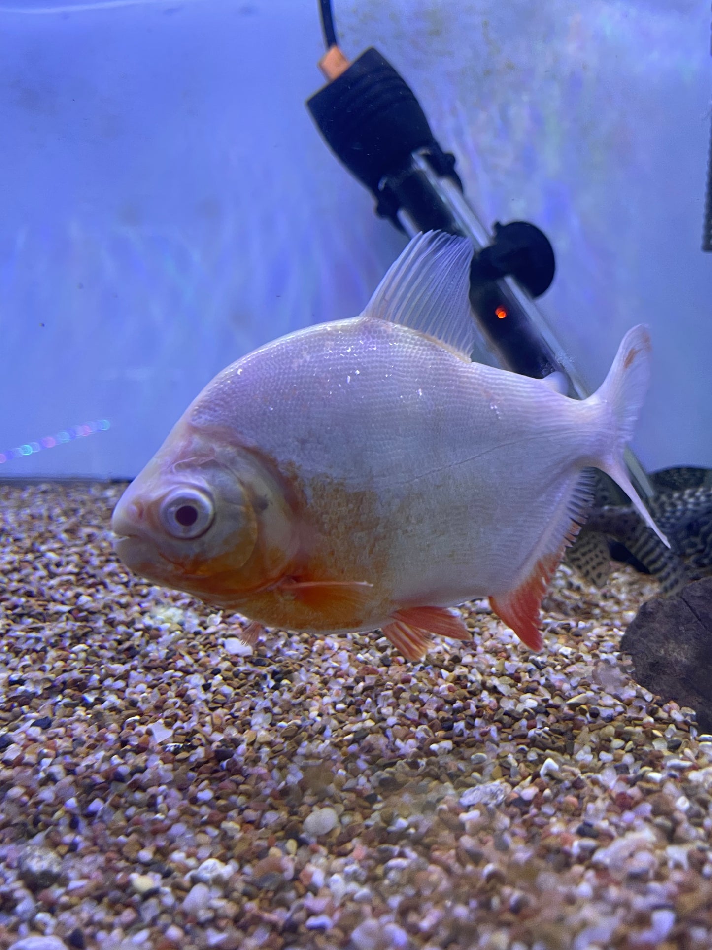 XL Albino Pacu