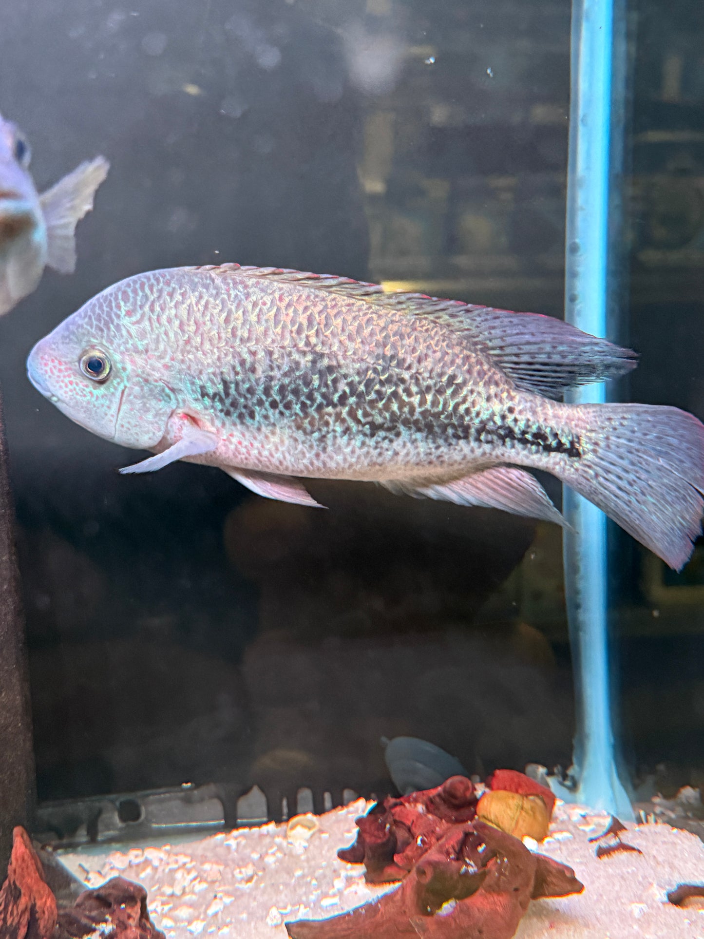 Vieja Fenestratus Cichlid