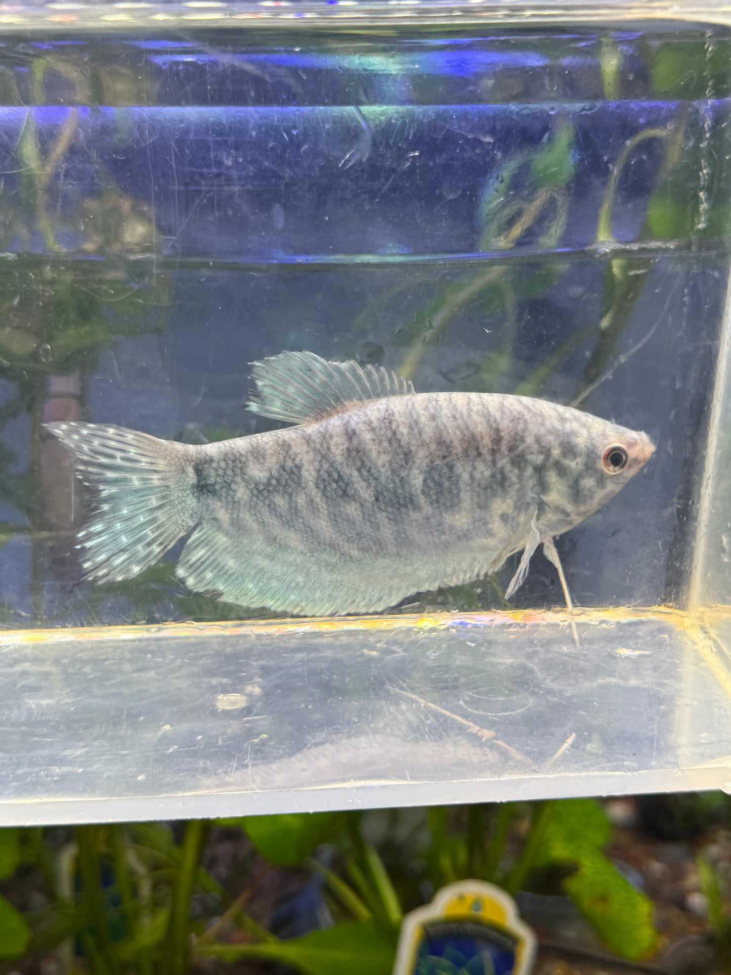 Gourami Blue Trichopodus trichopterus